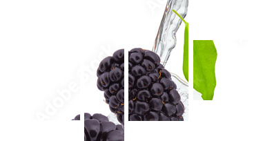 fresh blackberry in water splash - Vierteiliges Leinwandbild, Viertychon