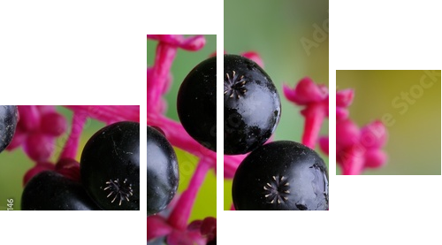 Phytolacca americana  - Vierteiliges Leinwandbild, Viertychon
