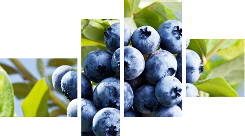 Blueberries on a shrub. - Vierteiliges Leinwandbild, Viertychon