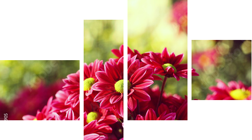 chrysanthemum     - Vierteiliges Leinwandbild, Viertychon