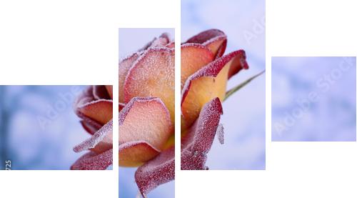 Rose covered with hoarfrost close up  - Vierteiliges Leinwandbild, Viertychon