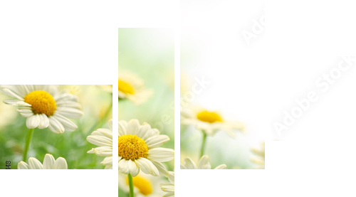 Daisy flower  - Vierteiliges Leinwandbild, Viertychon