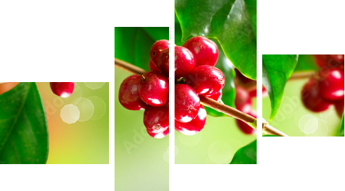 Coffee Plant. Branch of a Coffee Tree with Ripe Beans  - Vierteiliges Leinwandbild, Viertychon