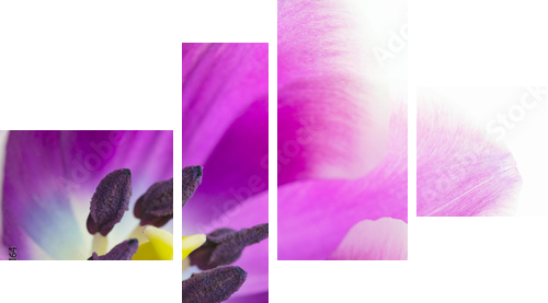 Makroaufnahme von TulpenblÃ¼te  - Vierteiliges Leinwandbild, Viertychon