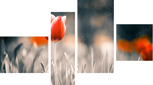 red tulip flower at spring garden  - Vierteiliges Leinwandbild, Viertychon