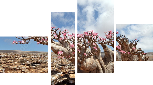 Bottle tree in bloom - adenium obesum  - Vierteiliges Leinwandbild, Viertychon