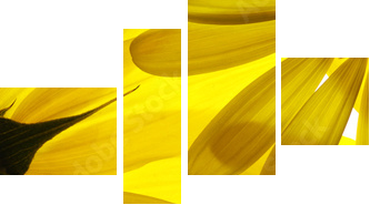 Yellow flowers background - Vierteiliges Leinwandbild, Viertychon