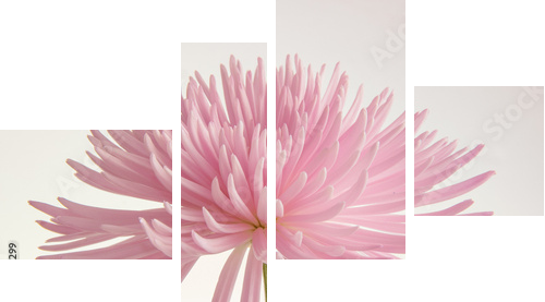 Pink chrysanthemum isolated  - Vierteiliges Leinwandbild, Viertychon