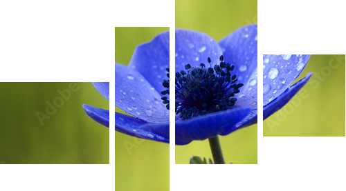 Blue Anemone Flower with Waterdrops - Vierteiliges Leinwandbild, Viertychon