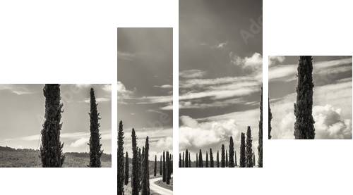 cypress trees - Vierteiliges Leinwandbild, Viertychon