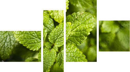 Lemon balm (Melissa officinalis)  - Vierteiliges Leinwandbild, Viertychon