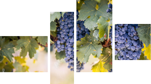 Wine grapes on summer vine  - Vierteiliges Leinwandbild, Viertychon