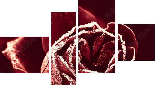 Red Rose under hoar-frost  - Vierteiliges Leinwandbild, Viertychon