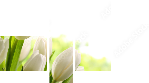 White Tulips  - Vierteiliges Leinwandbild, Viertychon