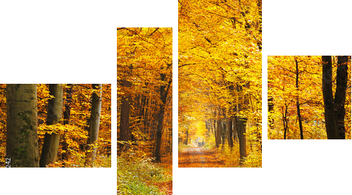 Autumn forest - Vierteiliges Leinwandbild, Viertychon