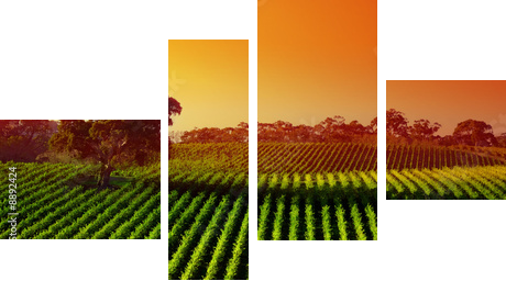 Beautiful Vineyard Landscape with large gum tree - Vierteiliges Leinwandbild, Viertychon