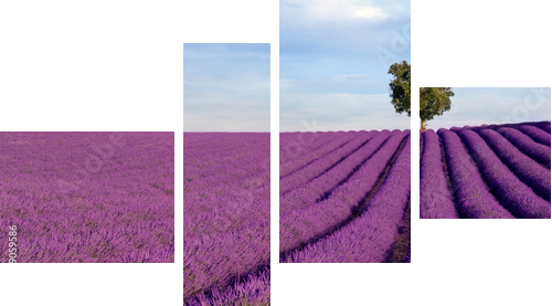 Rich lavender field in Provence with a lone tree - Vierteiliges Leinwandbild, Viertychon