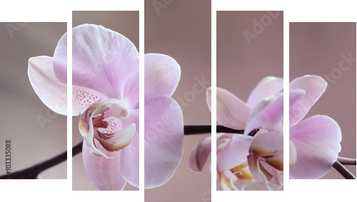 Storczyki - Orchidea - Fünfteiliges Leinwandbild, Pentaptychon
