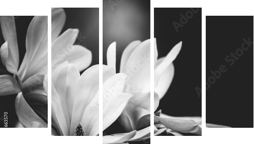 magnolia flower on a black background - Fünfteiliges Leinwandbild, Pentaptychon