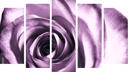 Purple rose - Fünfteiliges Leinwandbild, Pentaptychon