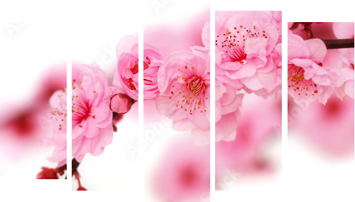 Spring cherry flowers reflected in rendered water - Fünfteiliges Leinwandbild, Pentaptychon