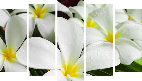 flowers spa - Fünfteiliges Leinwandbild, Pentaptychon