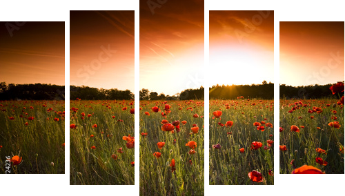 poppies field - Fünfteiliges Leinwandbild, Pentaptychon