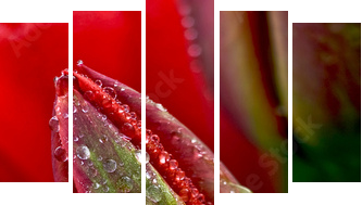 water drop on the tulip - Fünfteiliges Leinwandbild, Pentaptychon