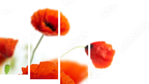 floral design, decoration flowers, poppies border - corner - Fünfteiliges Leinwandbild, Pentaptychon