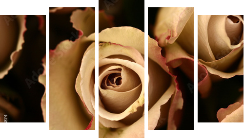 roses flower closeup - Fünfteiliges Leinwandbild, Pentaptychon