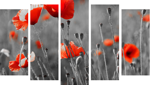 red poppies on  field - Fünfteiliges Leinwandbild, Pentaptychon