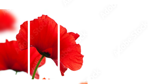 poppies isolated on white background- border angle of page - Fünfteiliges Leinwandbild, Pentaptychon