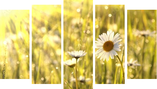 Spring daisies at dawn - Fünfteiliges Leinwandbild, Pentaptychon