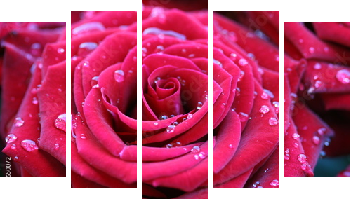 Red rose with dew - Fünfteiliges Leinwandbild, Pentaptychon