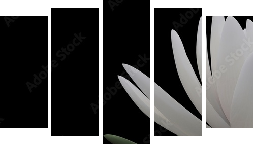 3d lotus - Fünfteiliges Leinwandbild, Pentaptychon