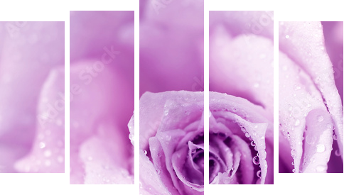 Purple wet rose background - Fünfteiliges Leinwandbild, Pentaptychon
