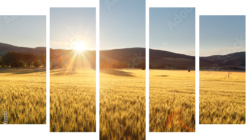 Sunset over wheat field. - Fünfteiliges Leinwandbild, Pentaptychon