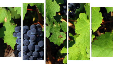 Italian vineyard - Fünfteiliges Leinwandbild, Pentaptychon