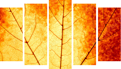 Autumnal background - macro of a colorful maple leaf - Fünfteiliges Leinwandbild, Pentaptychon