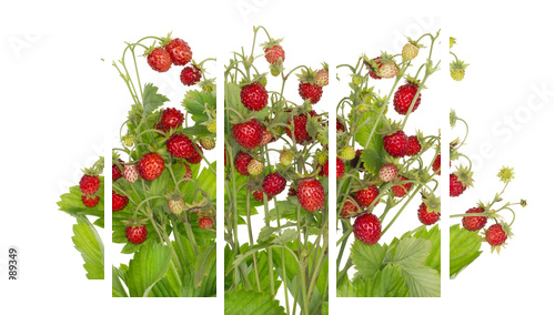 Ideal  strawberries isolated - Fünfteiliges Leinwandbild, Pentaptychon