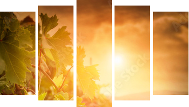 Vineyard in autumn harvest - Fünfteiliges Leinwandbild, Pentaptychon