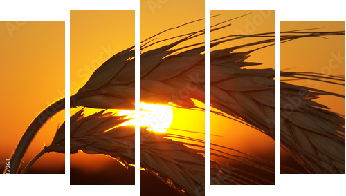 Wheat - Fünfteiliges Leinwandbild, Pentaptychon
