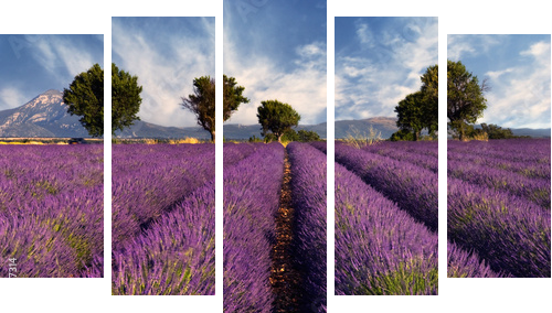 Lavender field in Provence, France - Fünfteiliges Leinwandbild, Pentaptychon