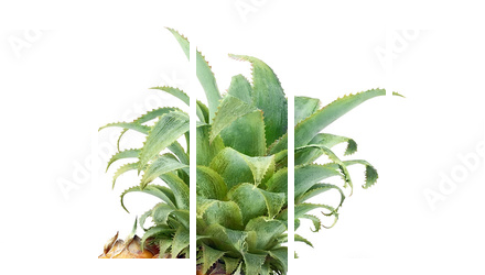 Pineapples isolated on white - Fünfteiliges Leinwandbild, Pentaptychon
