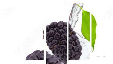 fresh blackberry in water splash - Fünfteiliges Leinwandbild, Pentaptychon