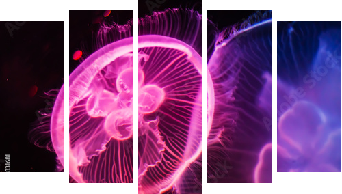 Beautiful Jellyfish drifting at the sea life Aquarium in Sydney Australia - Fünfteiliges Leinwandbild, Pentaptychon