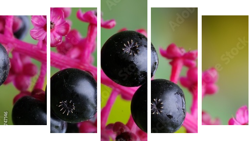 Phytolacca americana  - Fünfteiliges Leinwandbild, Pentaptychon