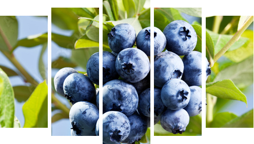Blueberries on a shrub. - Fünfteiliges Leinwandbild, Pentaptychon