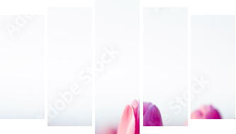 beautifull tulips - Fünfteiliges Leinwandbild, Pentaptychon