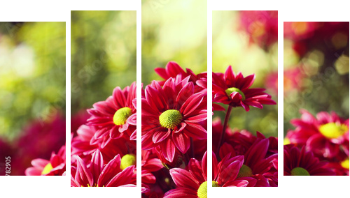 chrysanthemum     - Fünfteiliges Leinwandbild, Pentaptychon